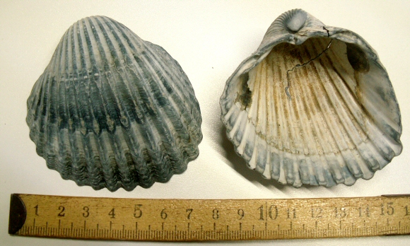 &copy; Thijs de Boer